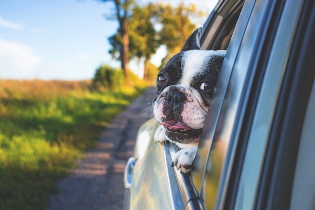 Long Distance Moving with your pet