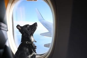 dog near window in airplane