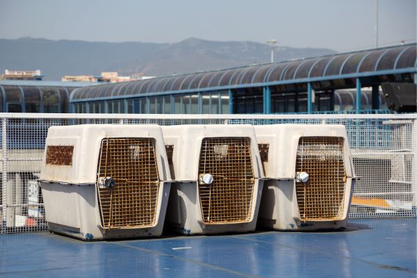 Transporting Pets Internationally