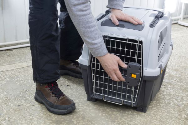 Transporting Pets